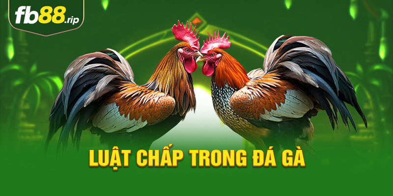 luật chấp trong đá gà